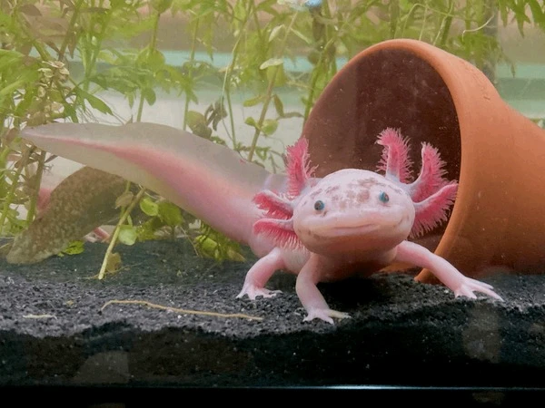 I-upload ni Leroy ang larawan