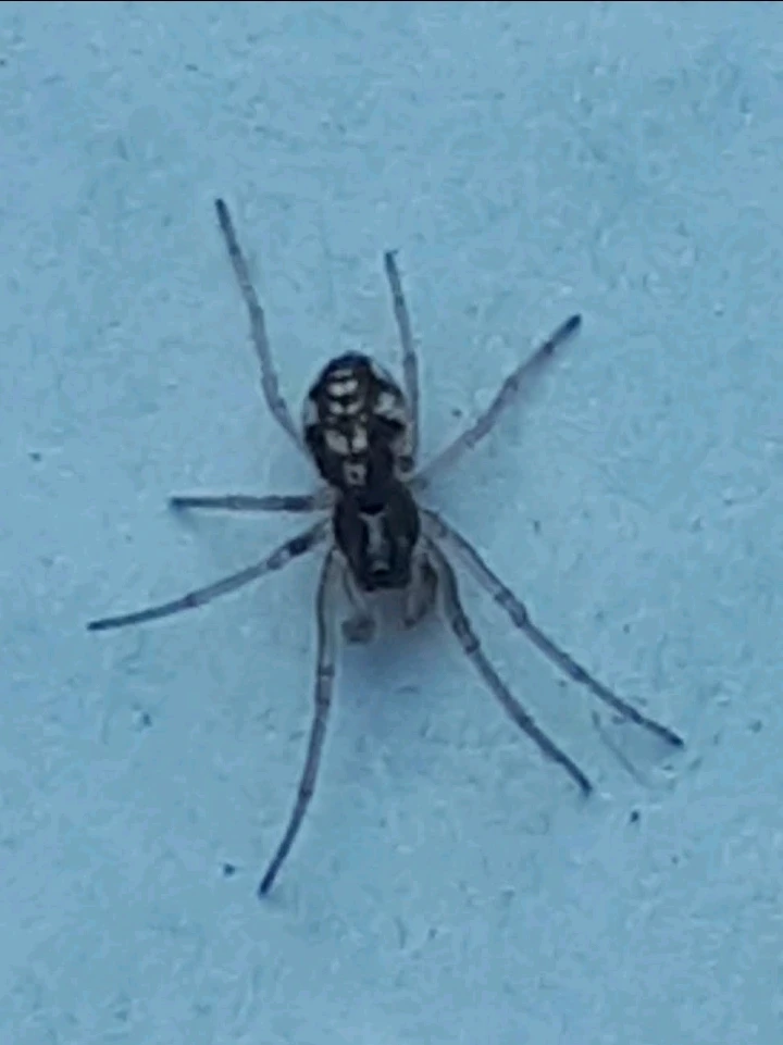 Bild hochgeladen von Herbert = ᚺᛖᚱᛒᛖᚱᛏ