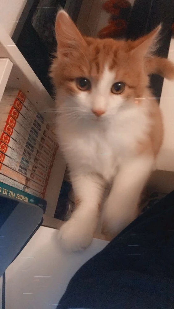 تصویر آپلود شده توسط 🌹✨