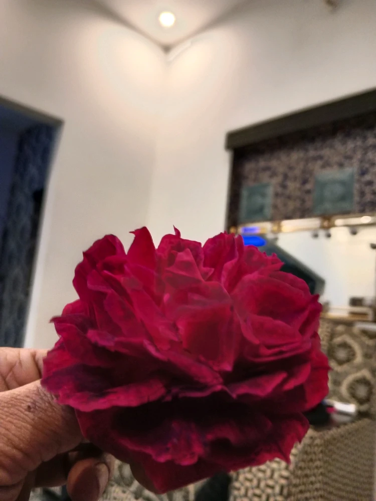 Image uploaded by Rehan Hunter