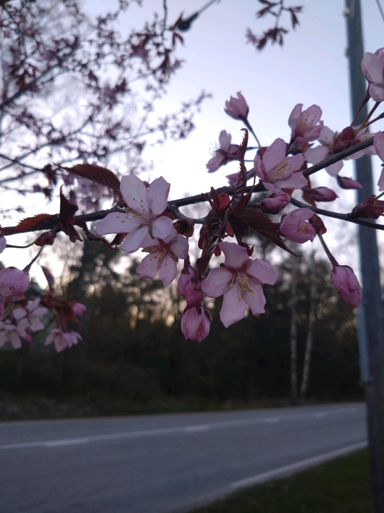 Kristiina latasi kuvan