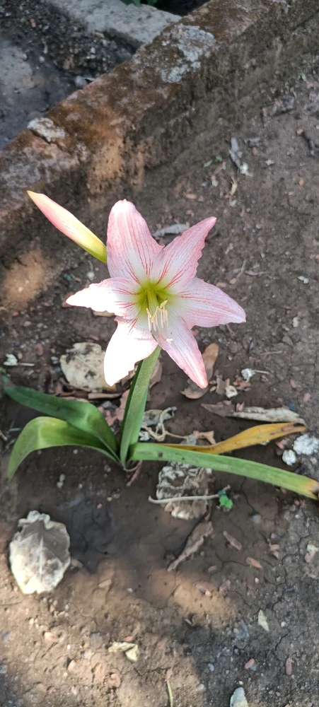 Image uploaded by C