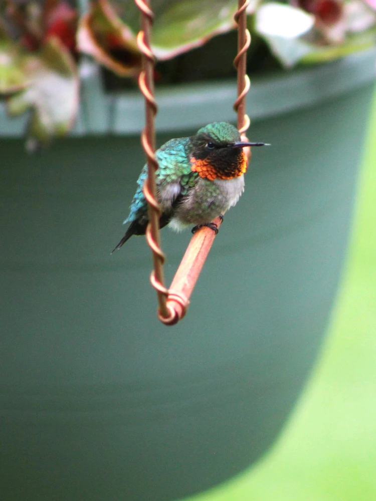 Ruby throated hummingbird sitting on a metal bird swing