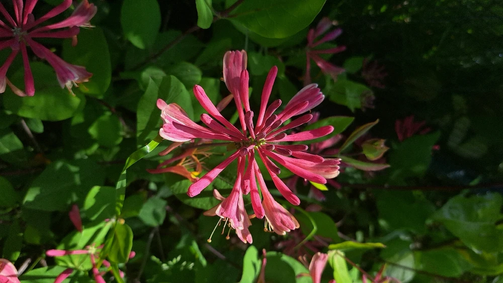 A close-up of a unique fuchsia flower shaped like a snowflake. The background is filled with green leaves.