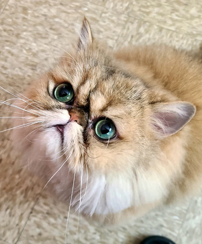 persian cat with green eyes, looking up at the camera 