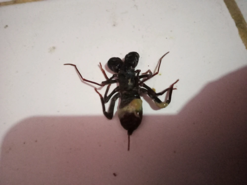 Gambar diunggah oleh Ellda