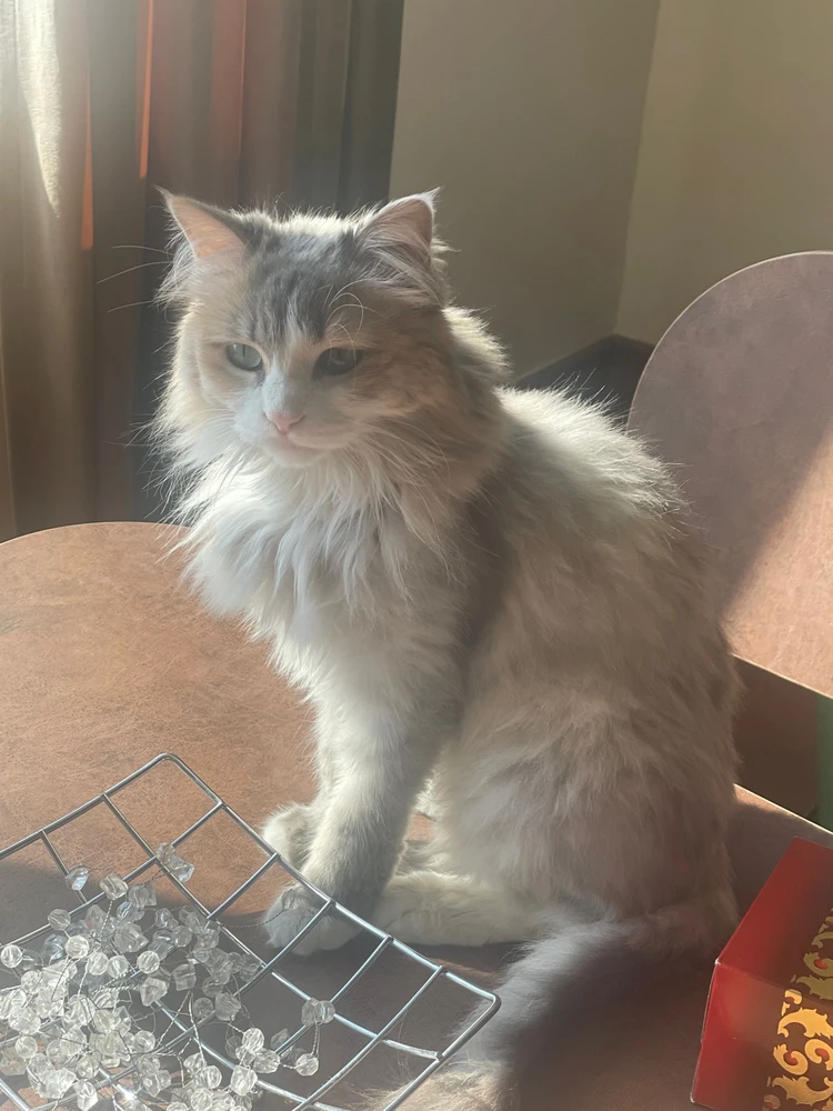 تصویر آپلود شده توسط Ali