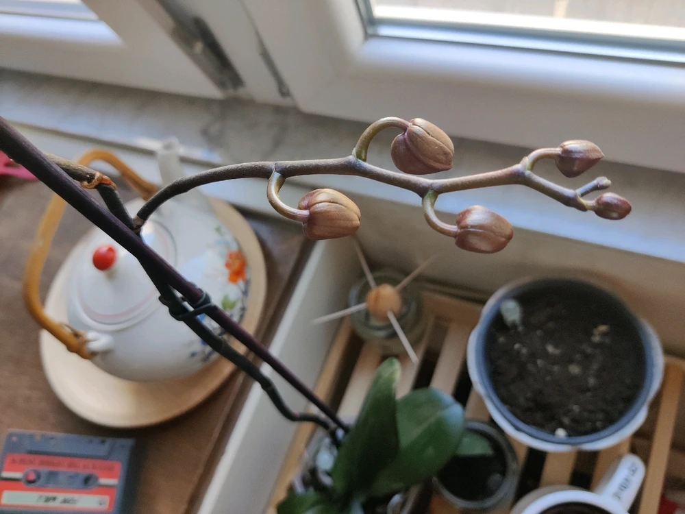 Immagine caricata da G_clock