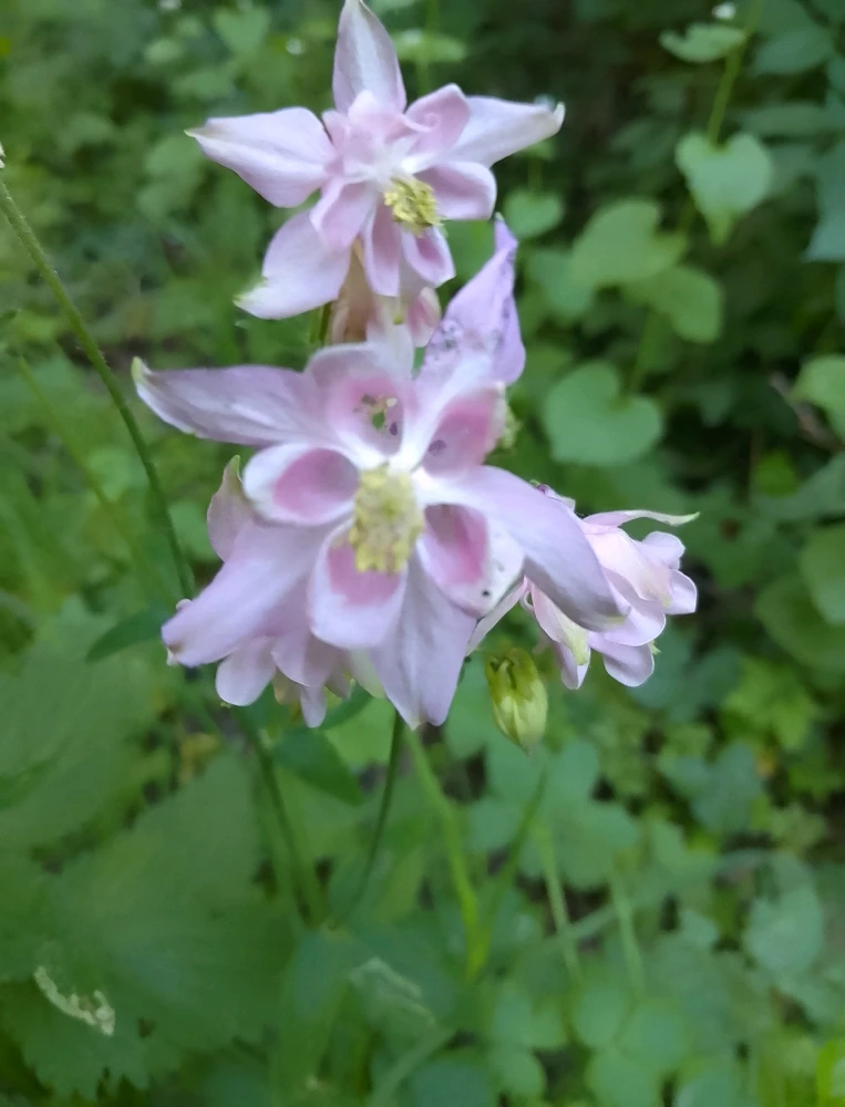 Bild hochgeladen von Herbert = ᚺᛖᚱᛒᛖᚱᛏ