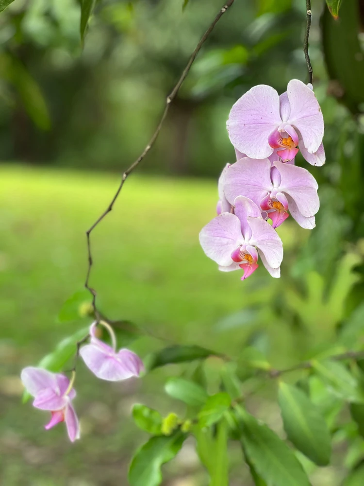 Orchids from Puerto Rico blossom in my home! I hope this flowers make you smile today. 