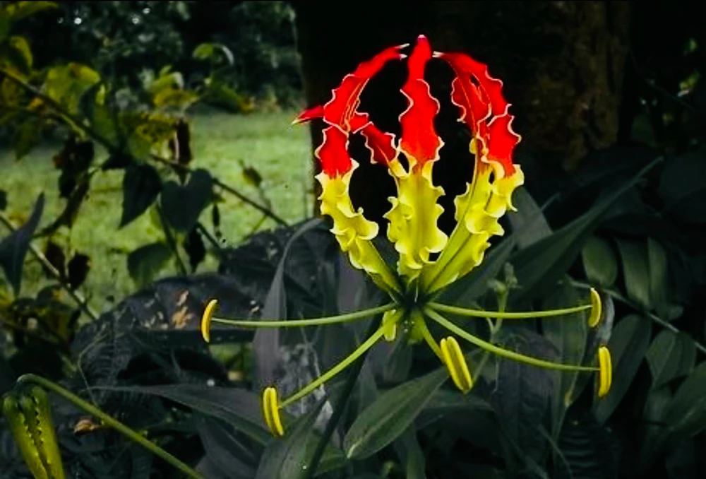 Image uploaded by Anton