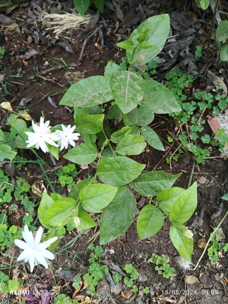 تصویر Chindi کی طرف سے اپ لوڈ کی گئی