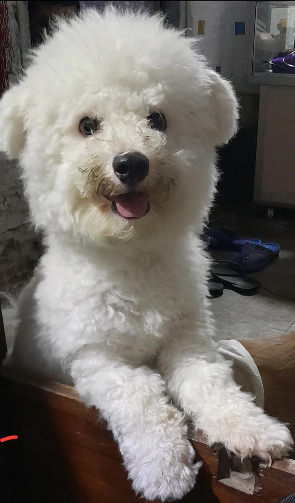 I miss kennichi  my baby alpacaaaaaaaaaaaa 