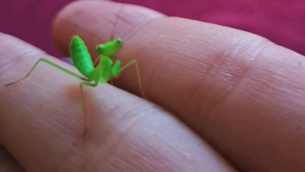 Obrázek nahrál Ruth