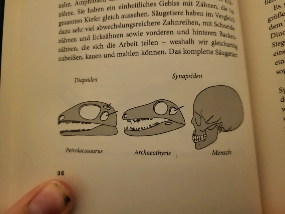 Diapsid, Synapsid and human skull in comparison. Out of  Diapsid evolved for example birds and crocodile, mammals are synapsi