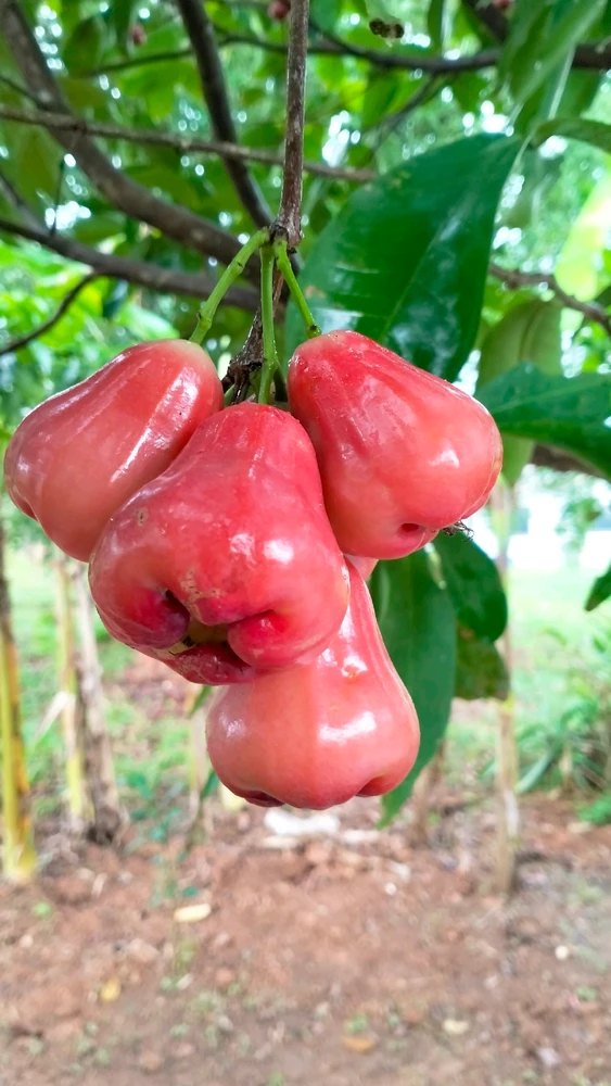 รูปที่อัพโหลดโดย 🌷☘️ LOVE☘️🌷