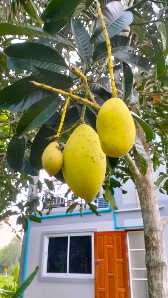 รูปที่อัพโหลดโดย 🌷☘️ LOVE☘️🌷