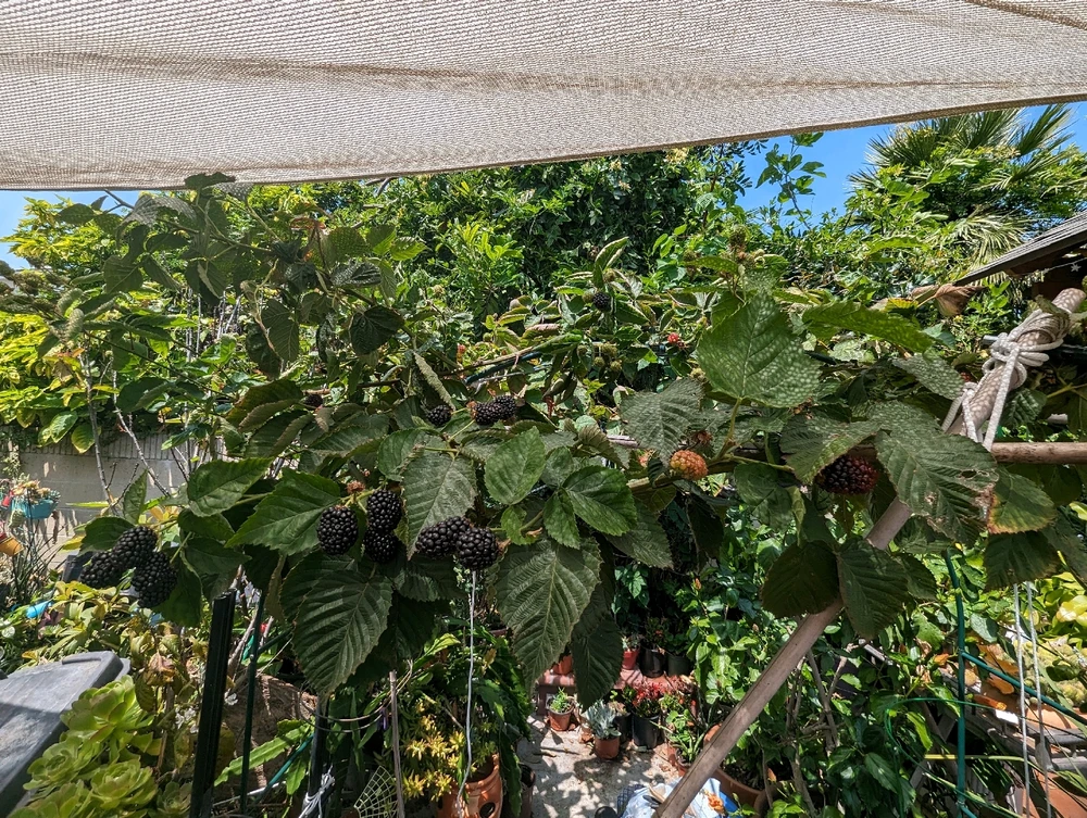 A bright green, leafy blackberry bush with dark blackberries ripening on the vine.