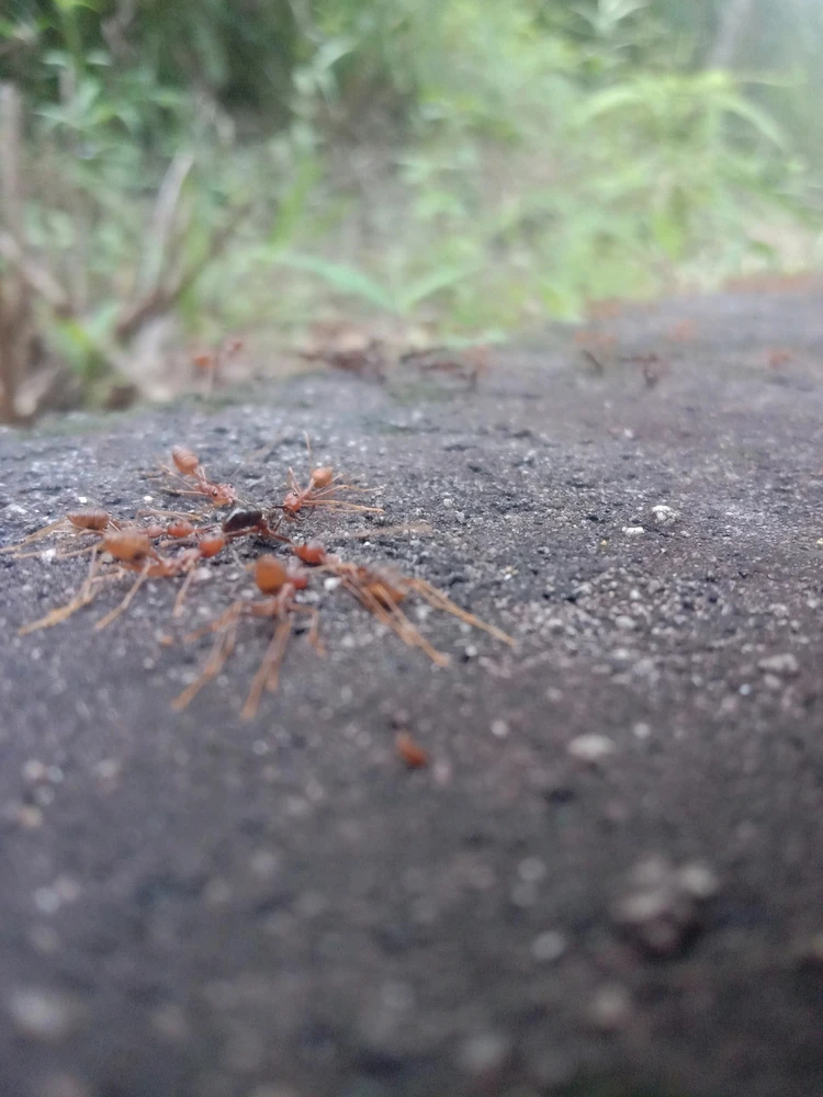 Gambar diunggah oleh Vanz