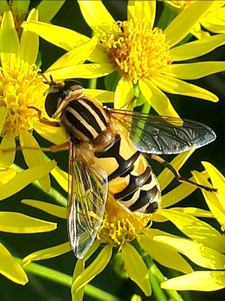 Bild hochgeladen von Herbert = ᚺᛖᚱᛒᛖᚱᛏ