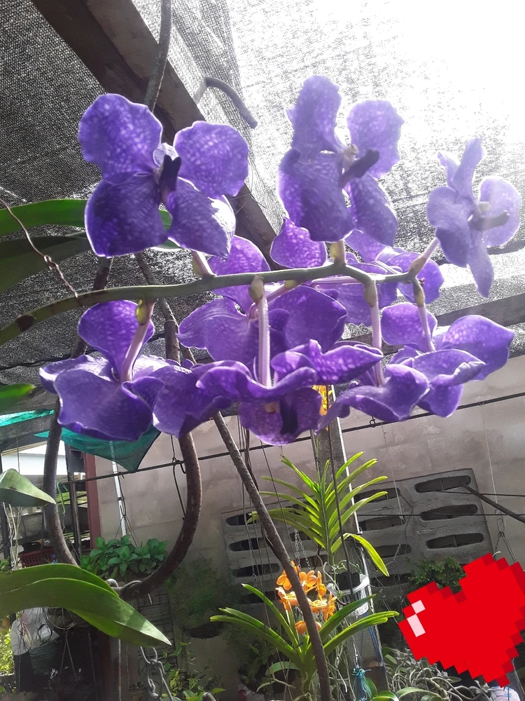 Image uploaded by Deron Bakhorie