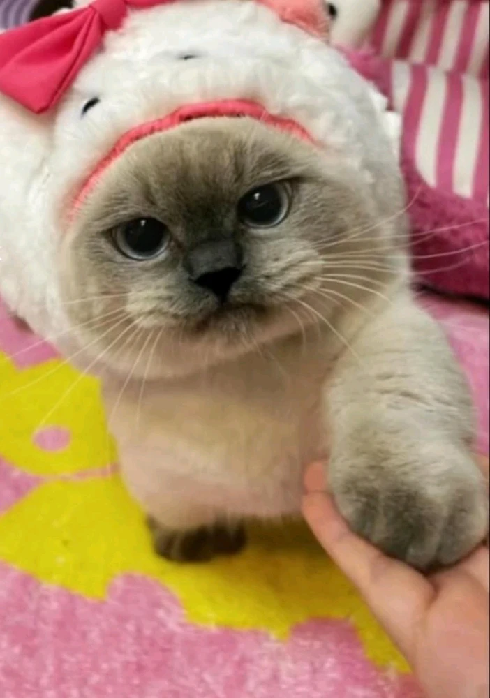 Image uploaded by Jashil Assaram