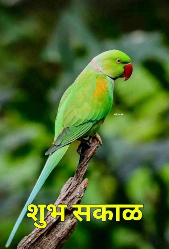 تصویر Chindi کی طرف سے اپ لوڈ کی گئی