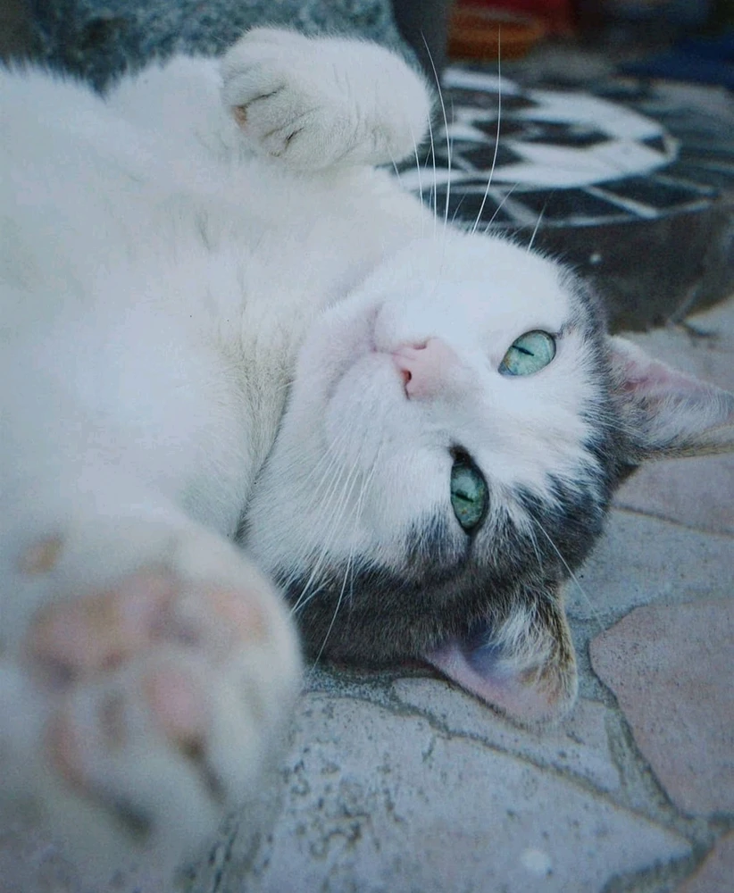 Image ajoutée par Caroline