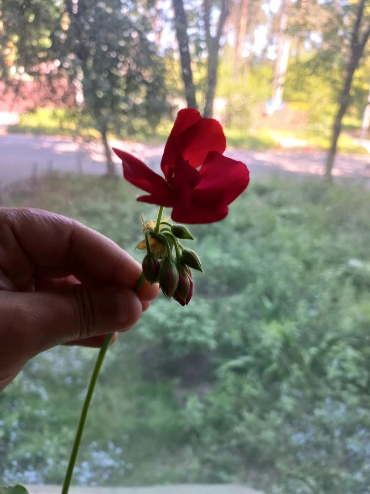 Зображення завантажив Sunny_Plush