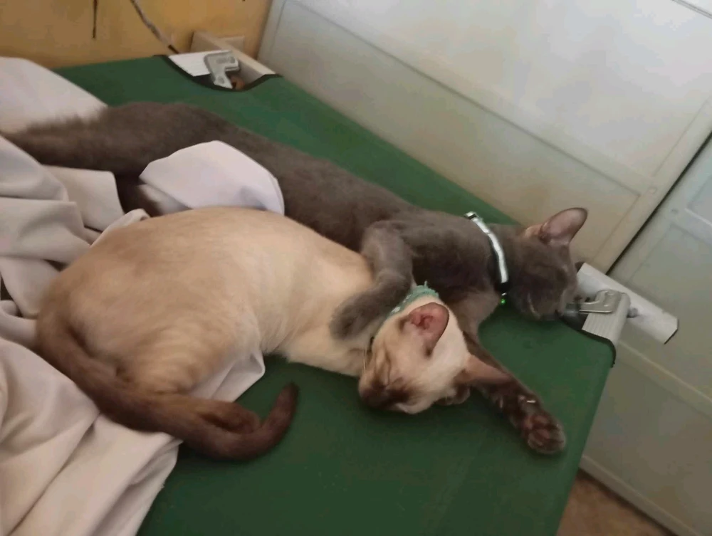 Image uploaded by Rose