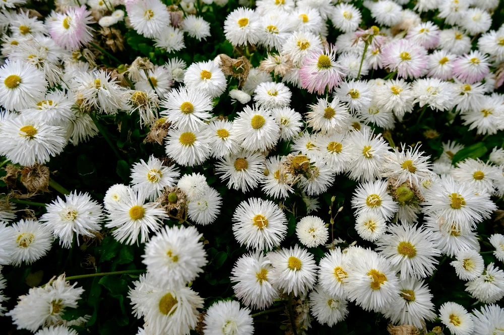 Mali tarafından yüklenen görsel