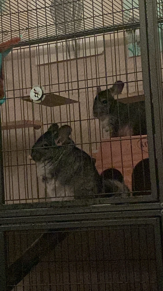 Image uploaded by Malakai