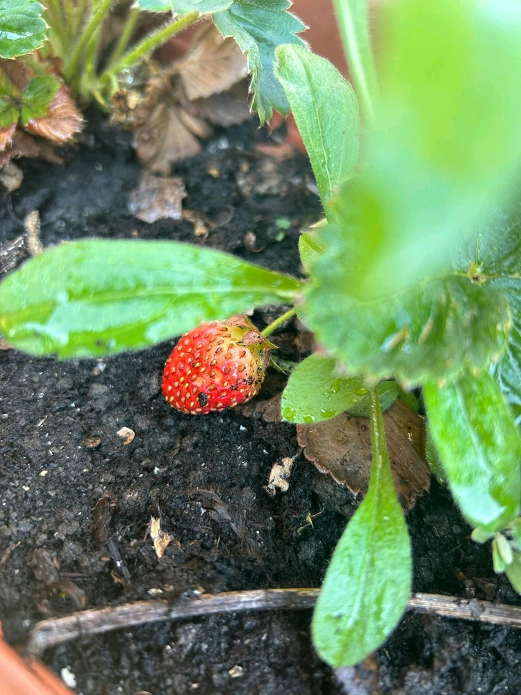 Immagine caricata da ✯ Pa3k ✯