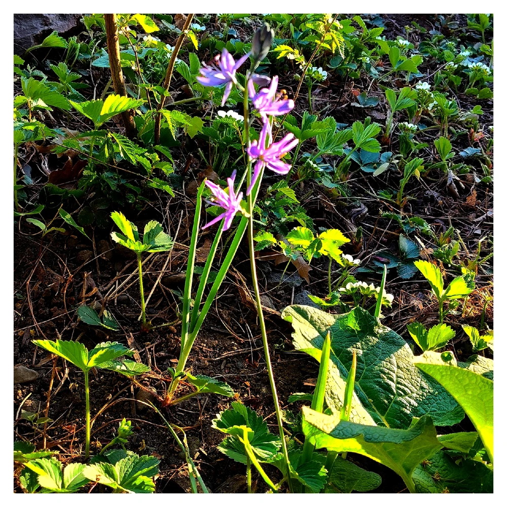 Camas