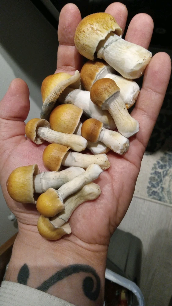 Image uploaded by Robert