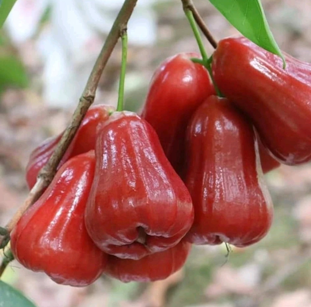 รูปที่อัพโหลดโดย 🌷☘️ LOVE☘️🌷