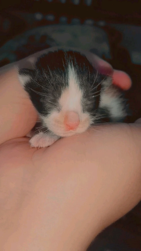I-upload ni Lilith ang larawan