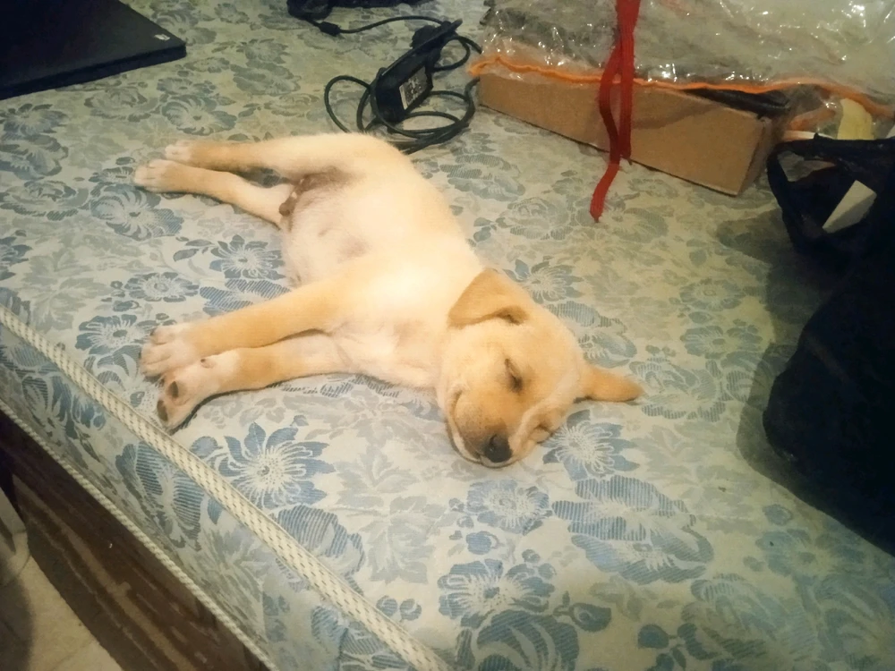 Image uploaded by Adam