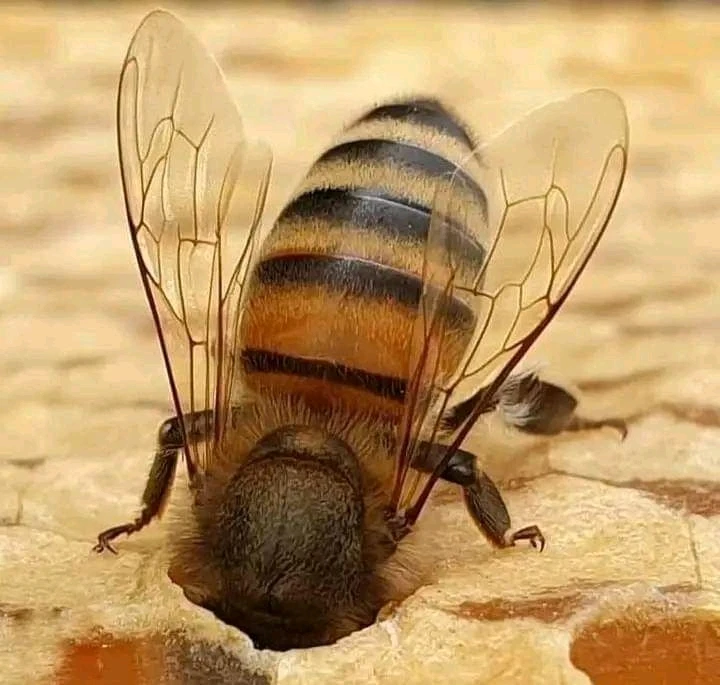 Image uploaded by ⓛⓐⓘ