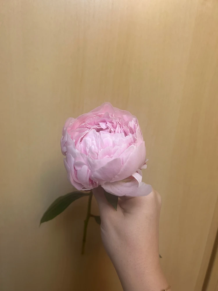 Imagine încărcată de Adelina