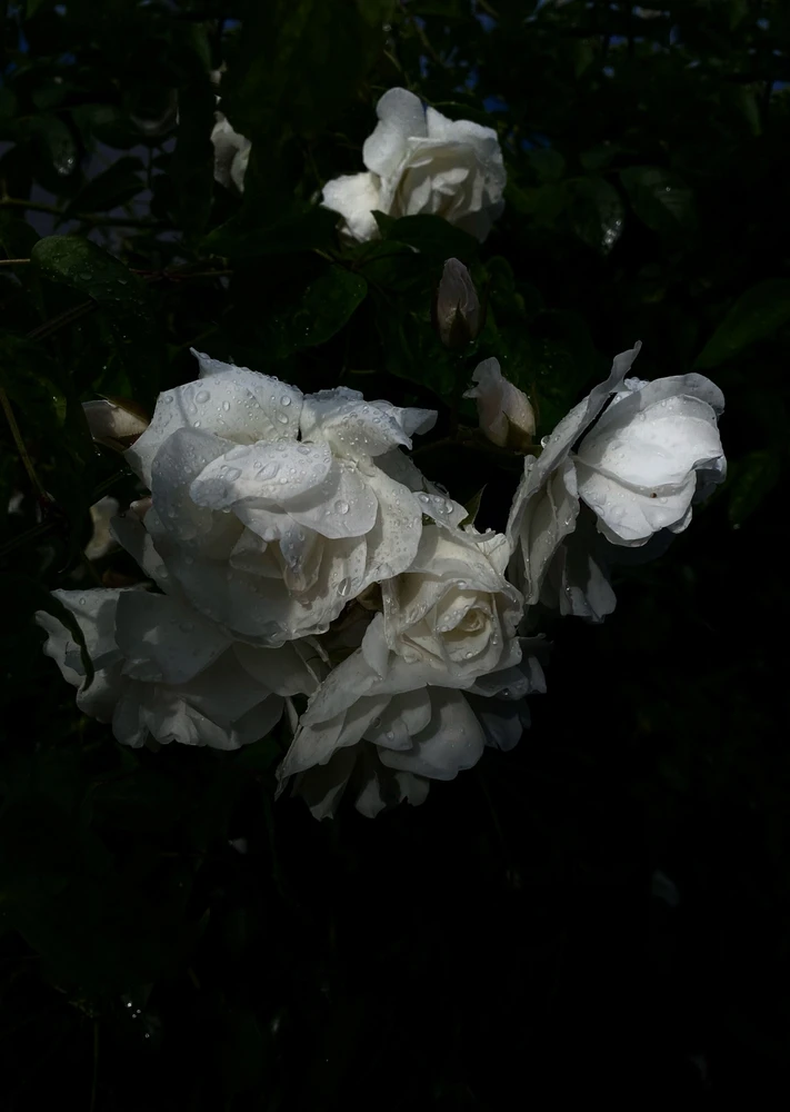 Obrázek nahrál Irónia