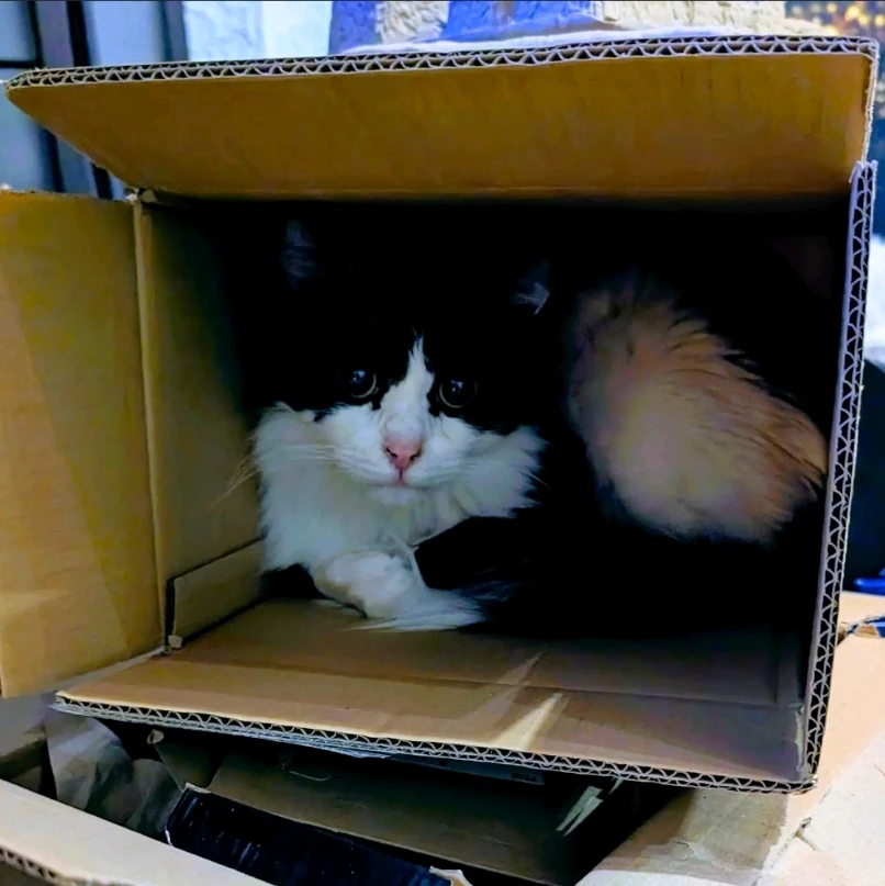 Bild hochgeladen von NasiGo