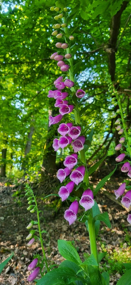 Image uploaded by Erik