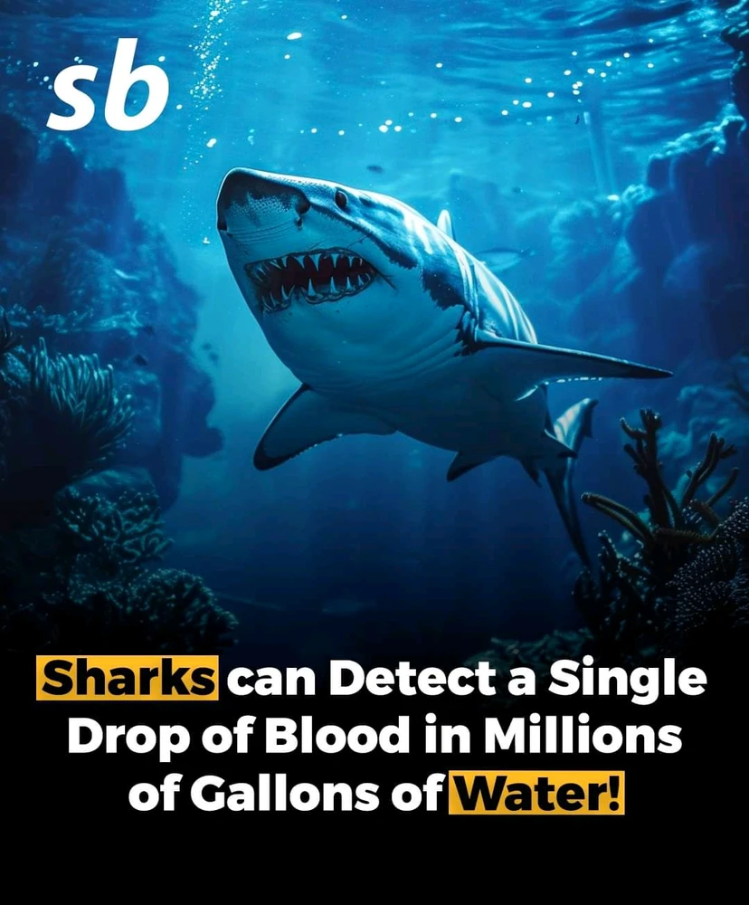 Image uploaded by Noman Hyder lodhi