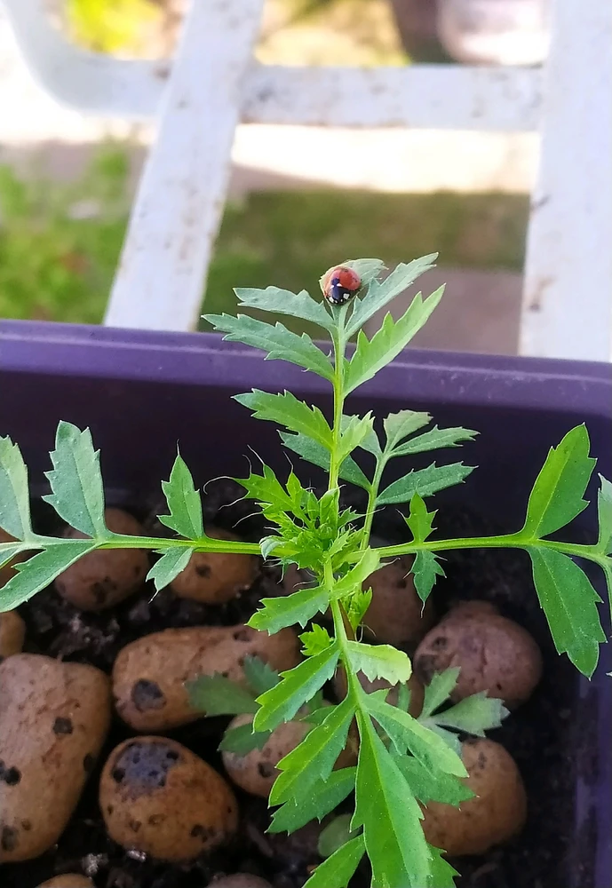 Duab xa los ntawm Vladislav 🌱🦥