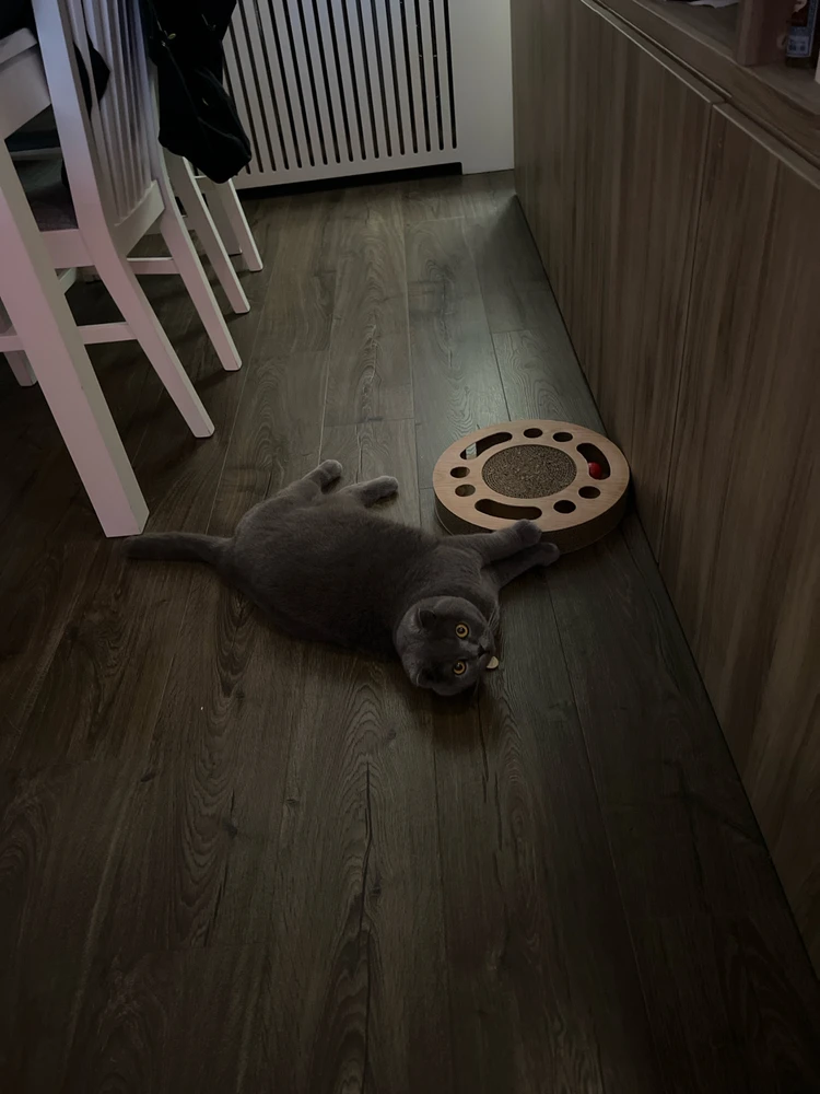 Afbeelding geüpload door Tom