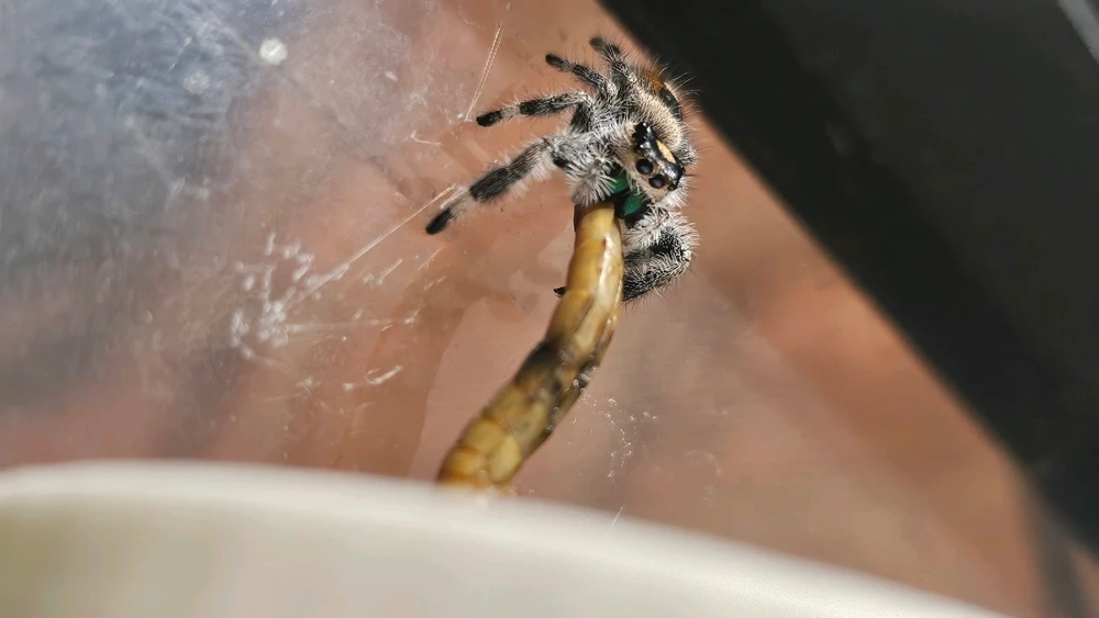Phoebe the Regal Jumping Spider (5th Instar)