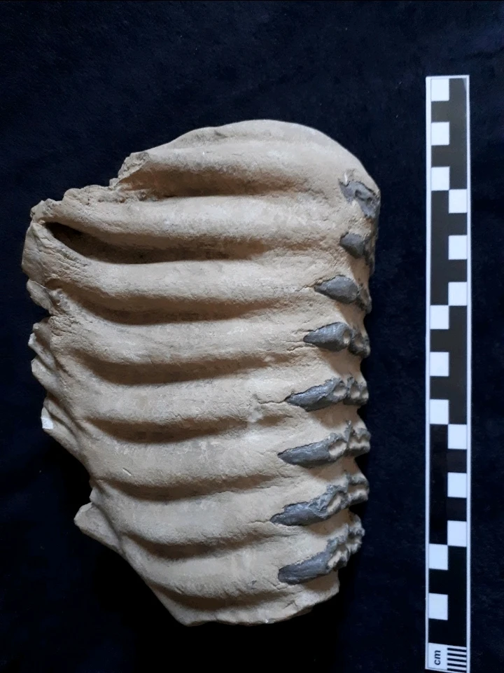 Bild hochgeladen von Herbert = ᚺᛖᚱᛒᛖᚱᛏ