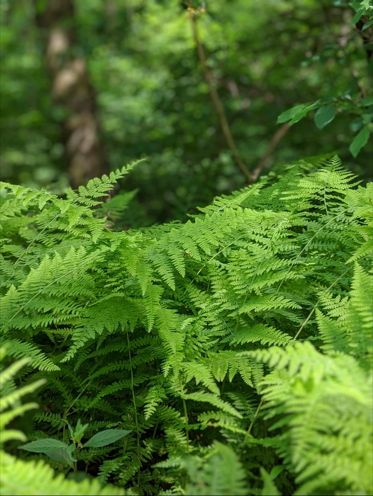 Ferns