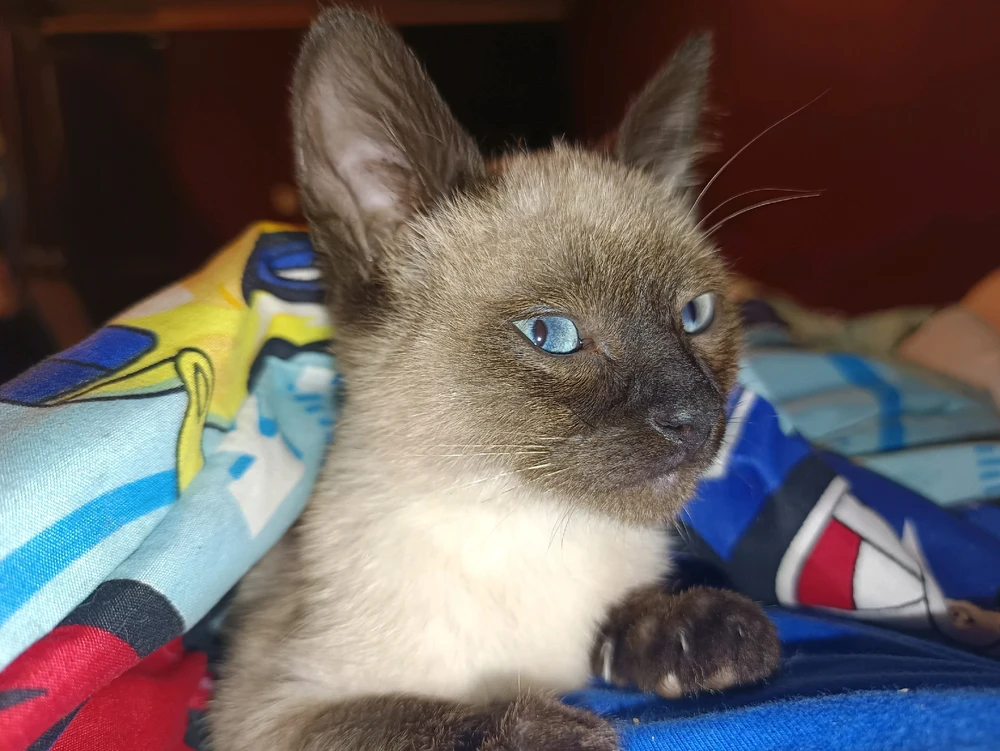 Imagen subida por ☾Baby𖤓Moon࣪☽